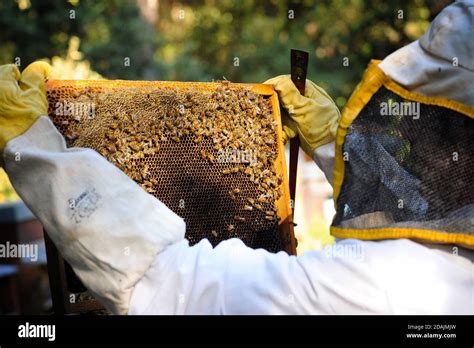 honey bee instrumentation practices